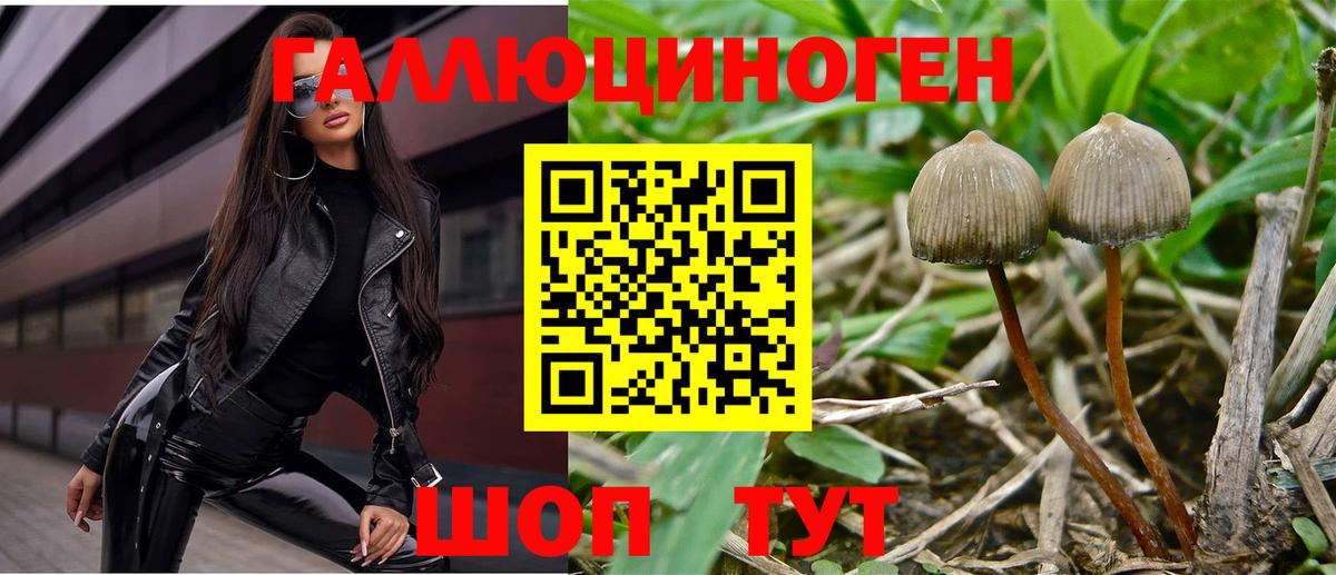 Добрянка  Галлюциногенные грибы GOLDEN TEACHER  продажа наркотиков  Псилоцибиновые грибы GOLDEN TEACHER  Вход с VPN 